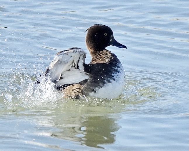 tufted duck